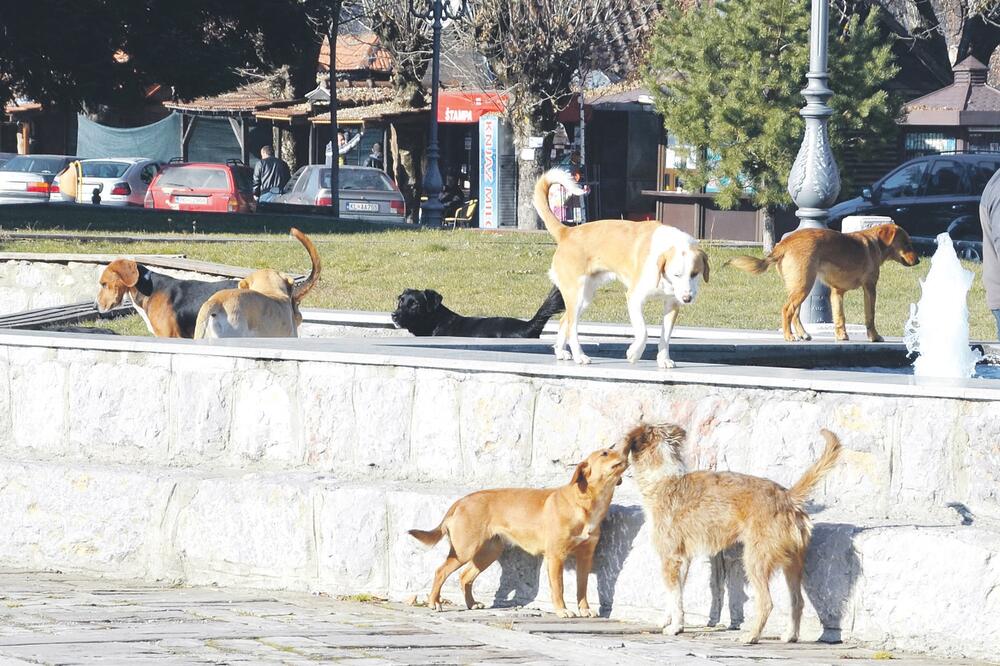 psi lutalice, Foto: Dragana Šćepanović