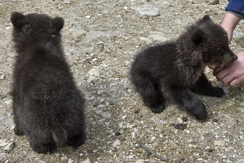 medvjedi, mečići, Foto: Damira Kalač