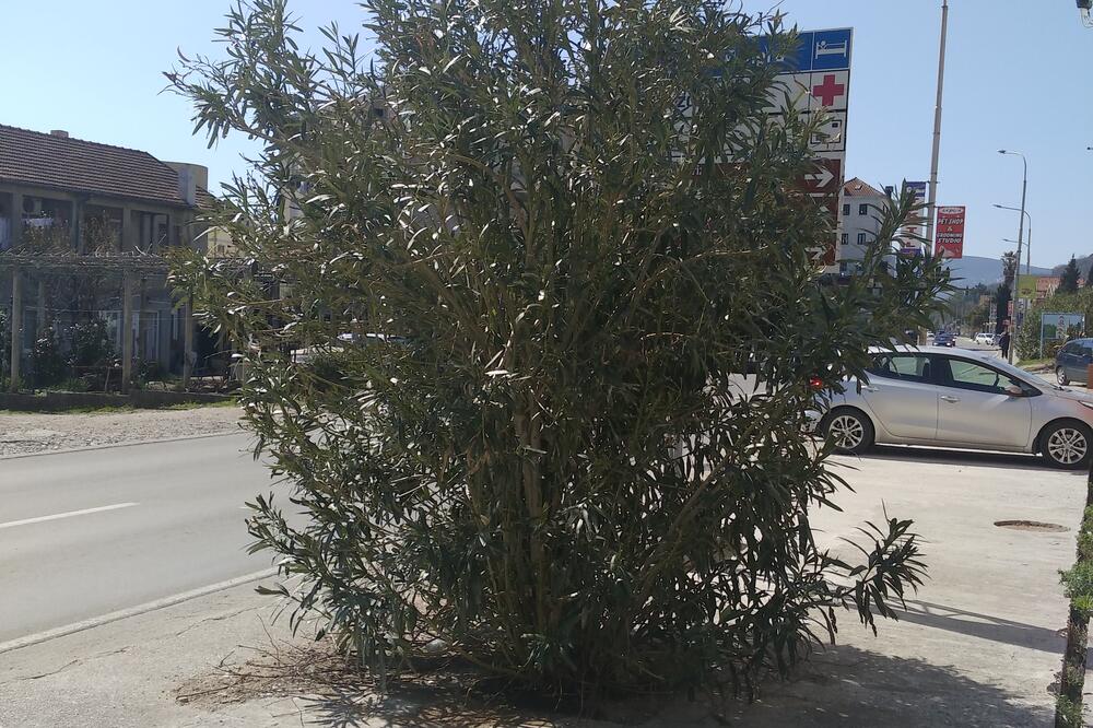 informativna tabla Herceg Novi, Foto: Slavica Kosić