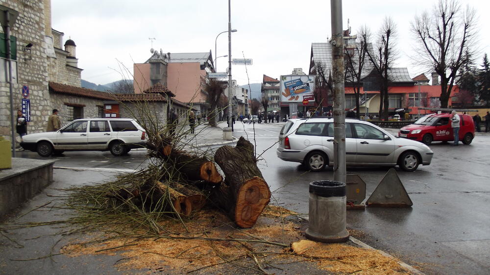 sječa drveća Pljevlja