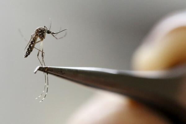Uskoro stiže vakcina protiv zika virusa