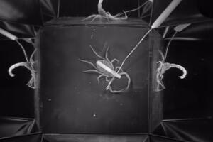 Pogledajte kako izgleda napad najotrovnijeg škorpiona na svijetu