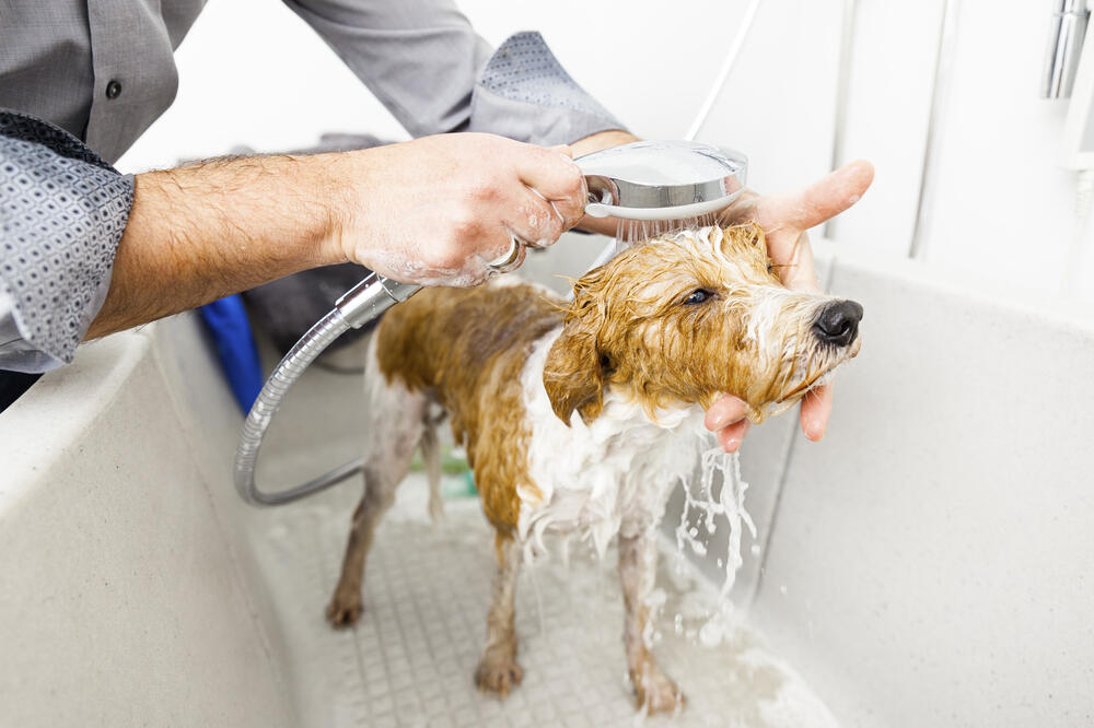 pas, kupanje, Foto: Shutterstock