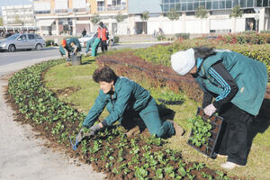 Radnici "Zelenila" zasađivali javor i jasen u Bloku VI
