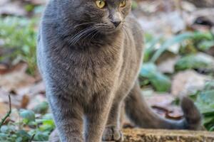 Pet zanimljivosti o ruskoj plavoj mački
