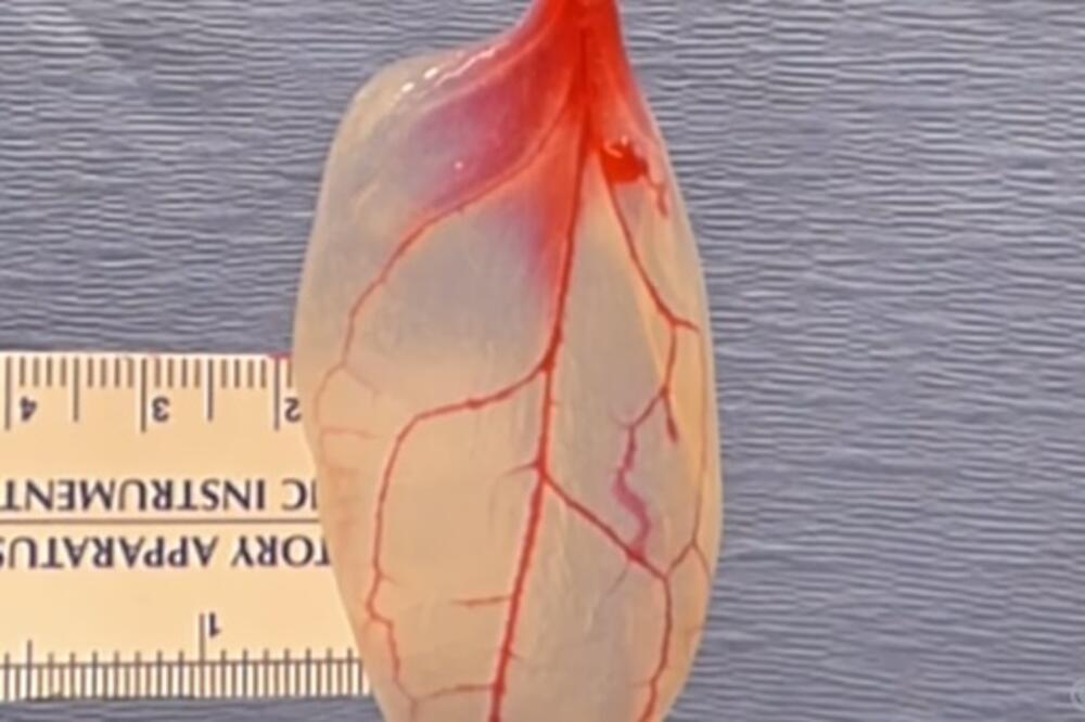 List spanaća, Foto: Screenshot (YouTube)