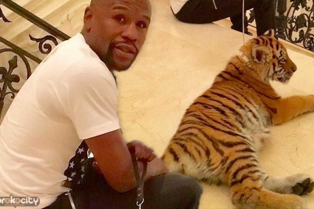 mejveder, Foto: Aprokocity.com