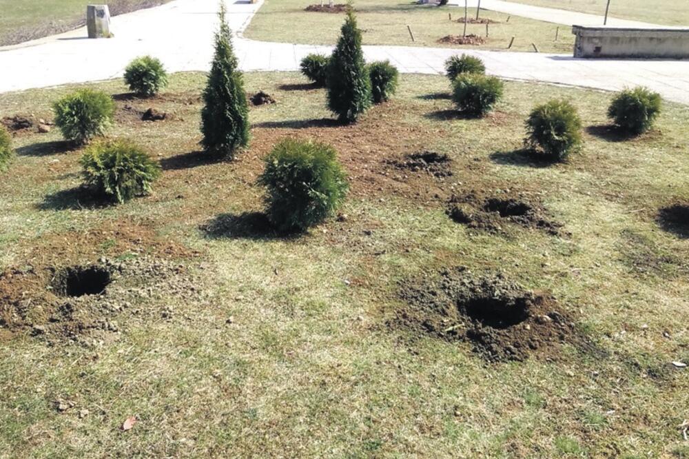 sadnice, šetalište Nikšić, Foto: Svetlana Mandić