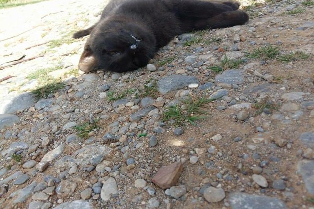 trovanje mačaka, Foto: NVO Prijatelji životinja Podgorica