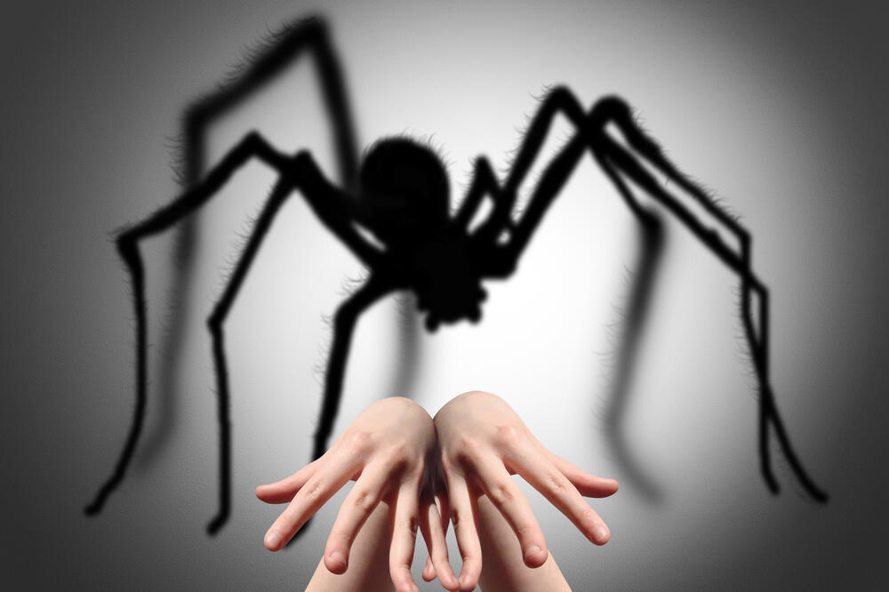 pauk, Foto: Shutterstock