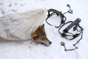 Foto priča: Lov na vukove u zoni Černobila