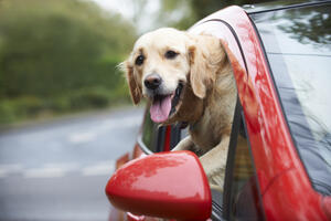 Kako pomoći psu da prevaziđe mučninu tokom vožnje?