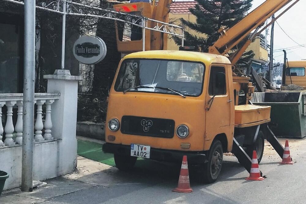 surlaš, palme, Tivat, Foto: Siniša Luković