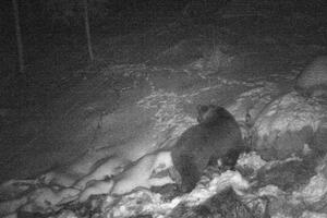 Kamere zabilježile prisustvo medvjeda u NP Biogradska gora