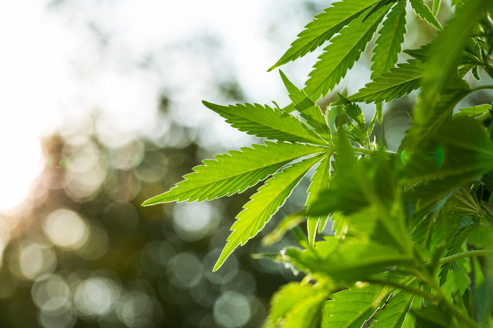 kanabis, marihuana, Foto: Shutterstock