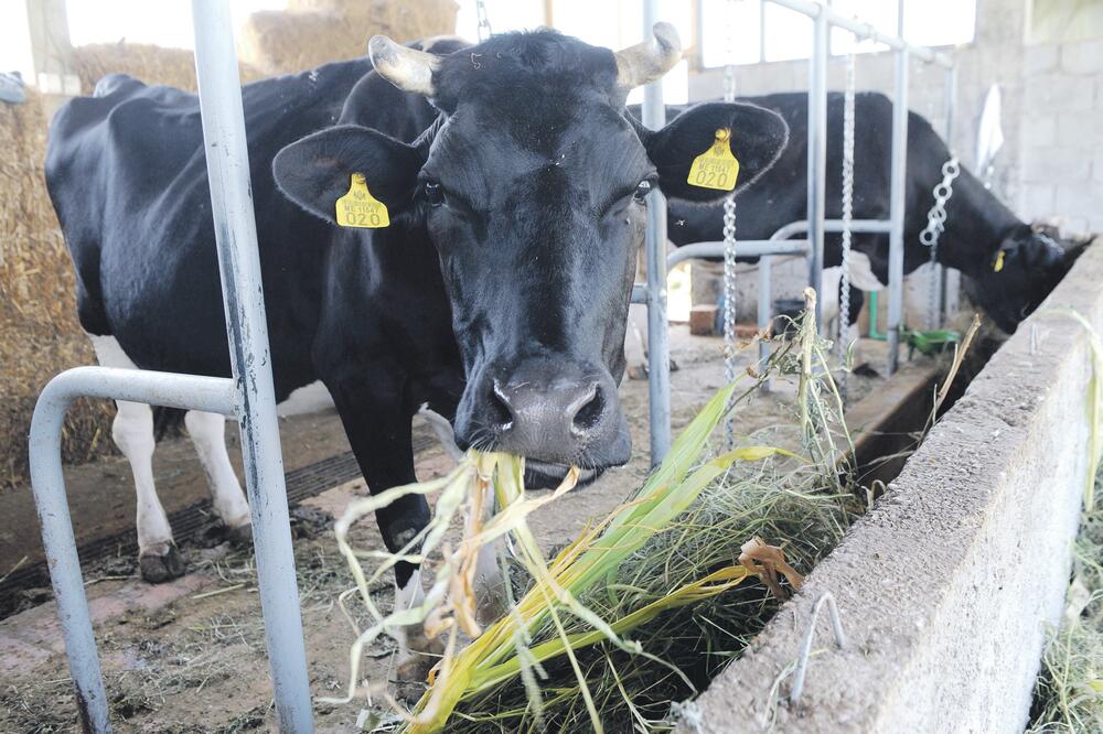 krava, krave, Foto: Savo Prelević