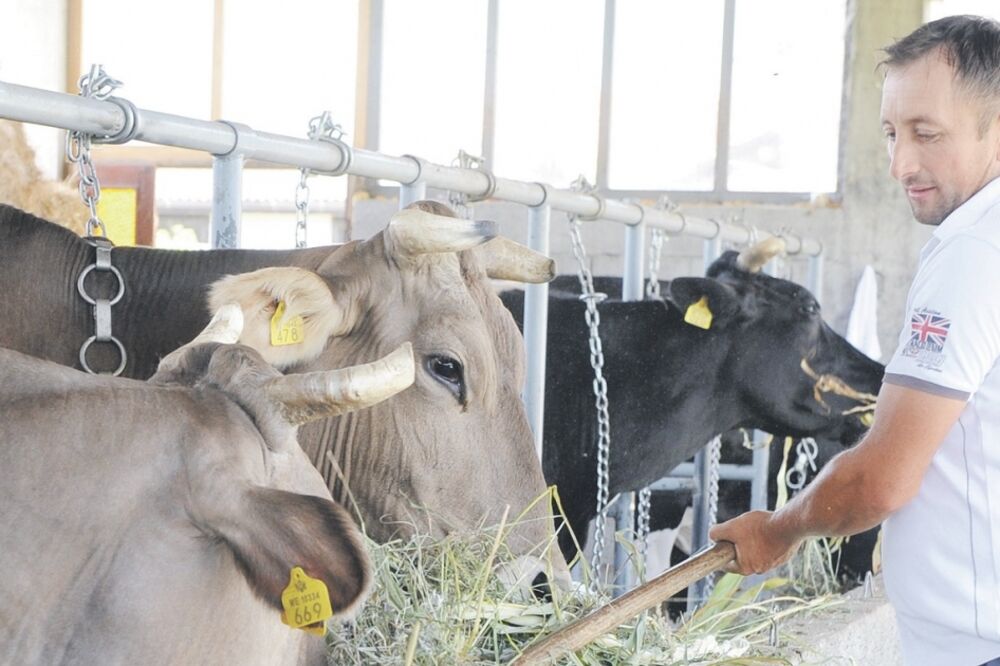 krave, poljoprivreda, Foto: Arhiva Vijesti