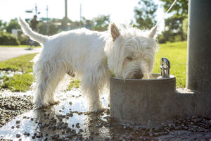 Koliko vode je dnevno potrebno psu?