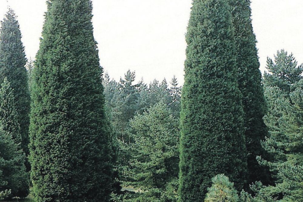 čempresi, Foto: Vijesti