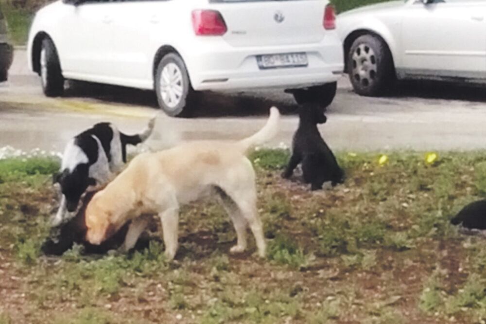 Čopor pasa, Foto: Vuk Lajović