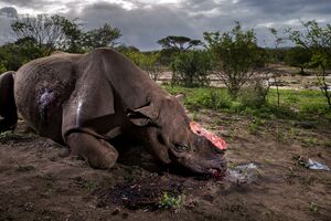 Tri nosoroga dnevno ugine zbog krivolova