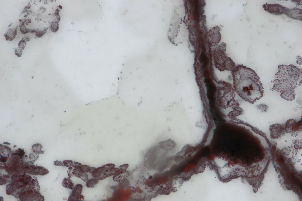 fosili Kvebek, Foto: Reuters