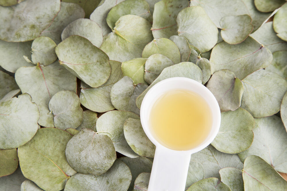 eukaliptus, Foto: Shutterstock