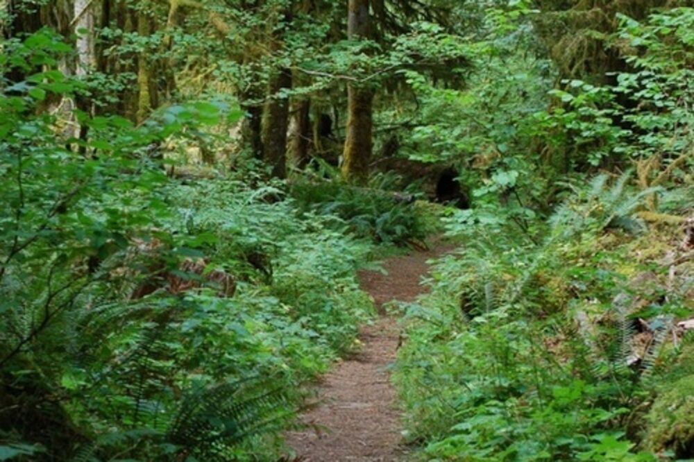 šuma, Foto: Pinterest