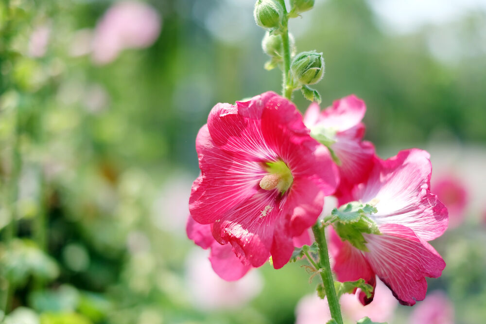 slez, Foto: Shutterstock