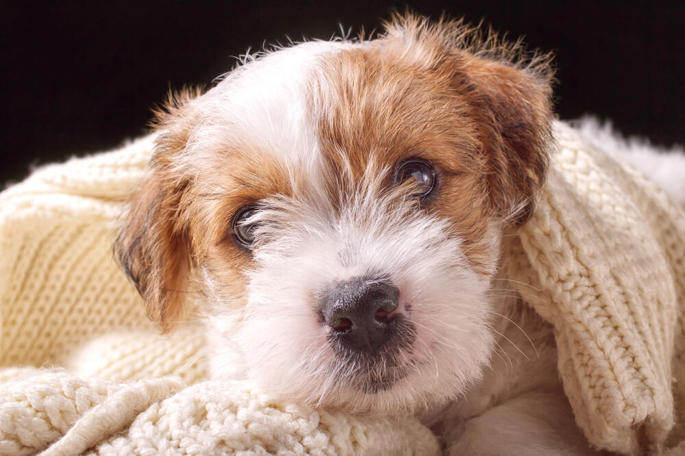 pas, kuče, Foto: Shutterstock