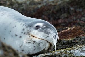 Pronađena fleš memorija u zamrznutom izmetu foke na Novom Zelandu