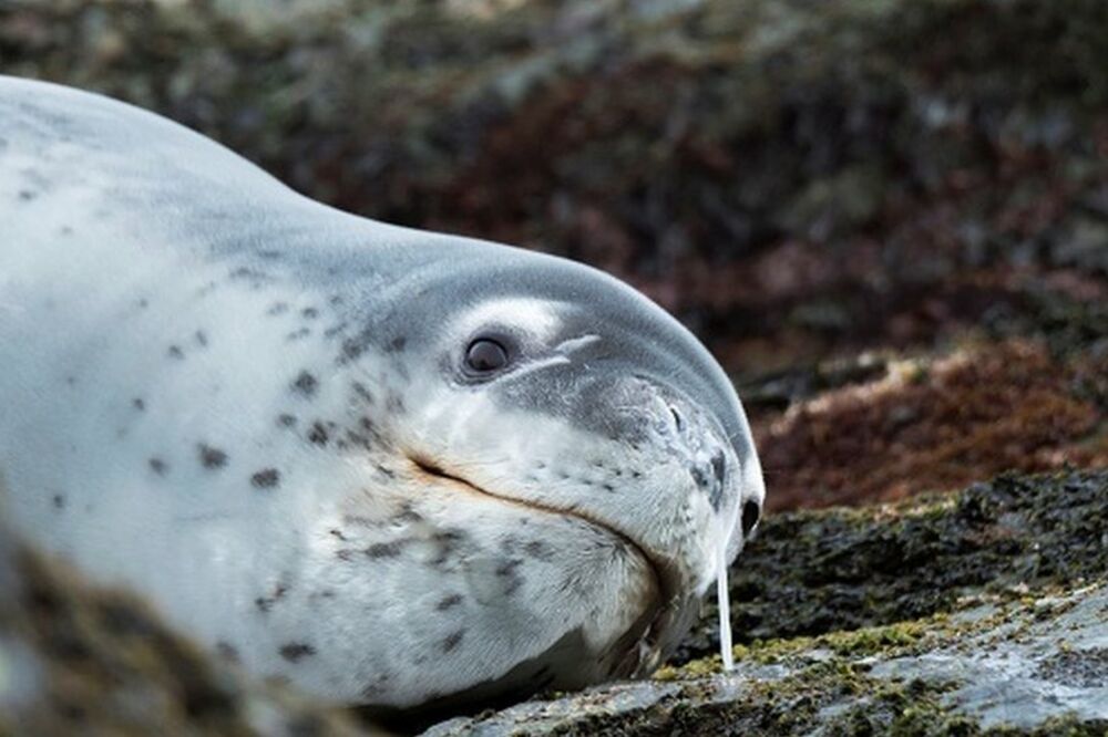 Ilustracija, Foto: Getty Images