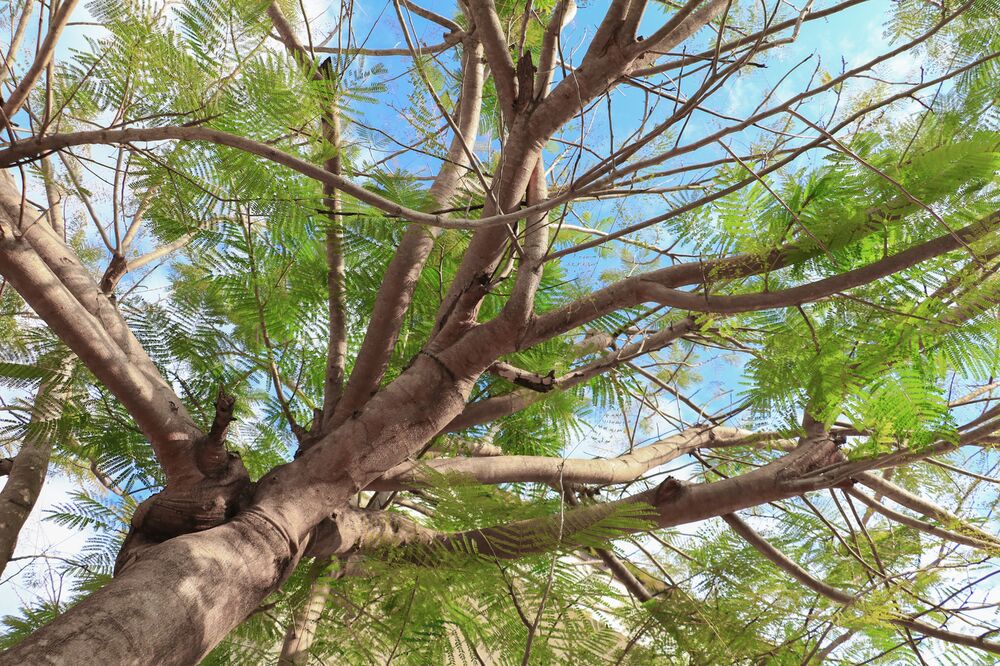 Drvo, drveće, Foto: Shutterstock