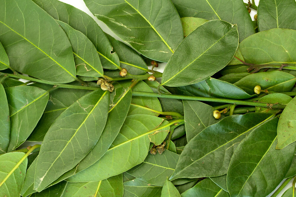 lovor, Foto: Shutterstock