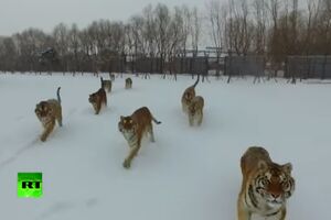 Kad čopor tigrova pojuri za dronom