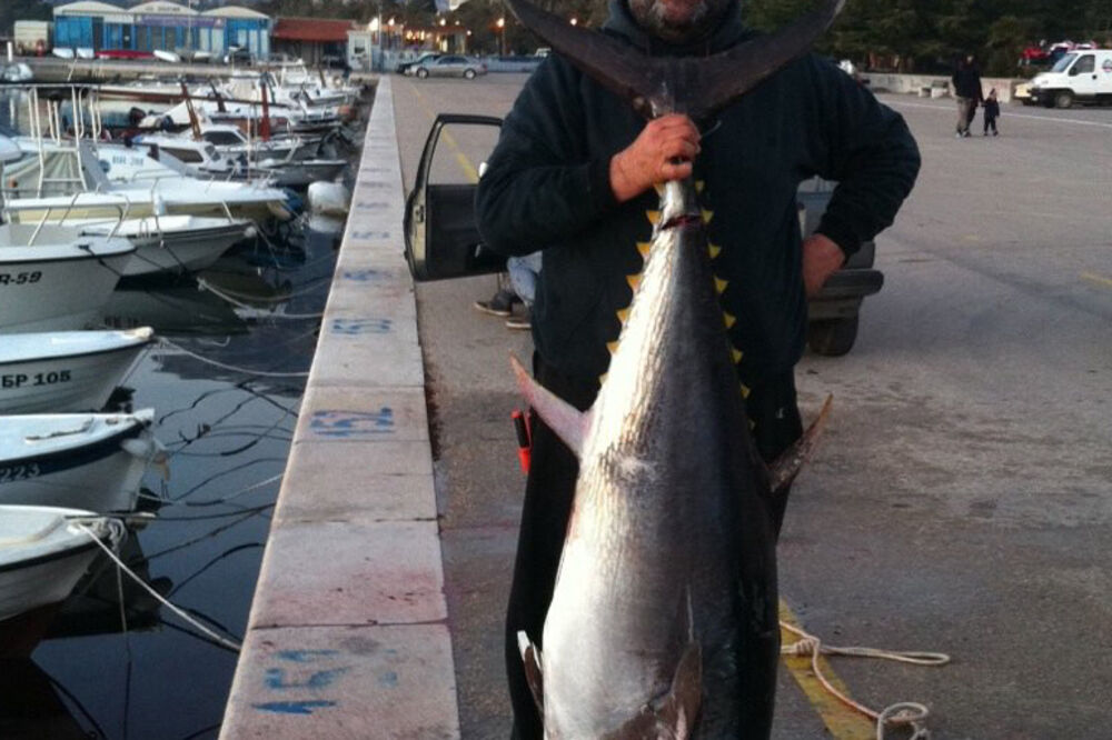 Laureat, Foto: Siniša Luković