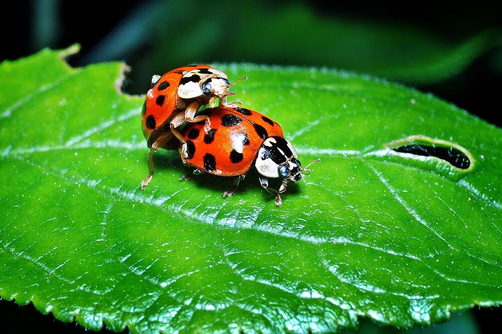 Ilustracija, Foto: Pixabay