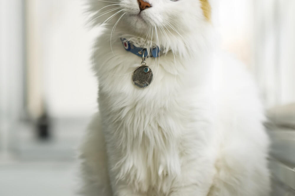 mačka, Foto: Shutterstock