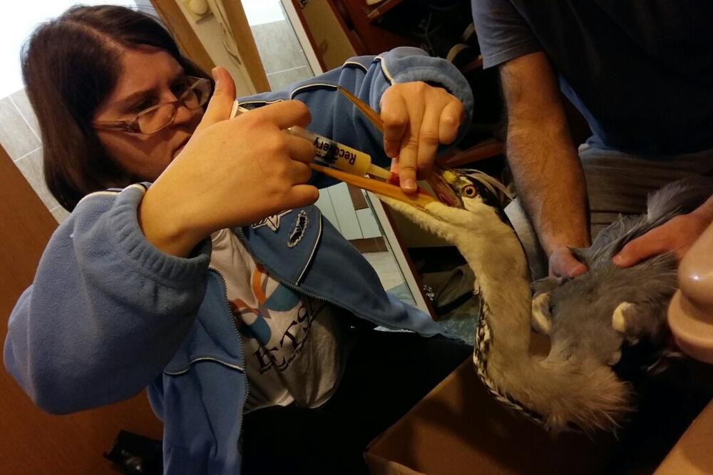 čaplja Živka, Foto: Czip.me