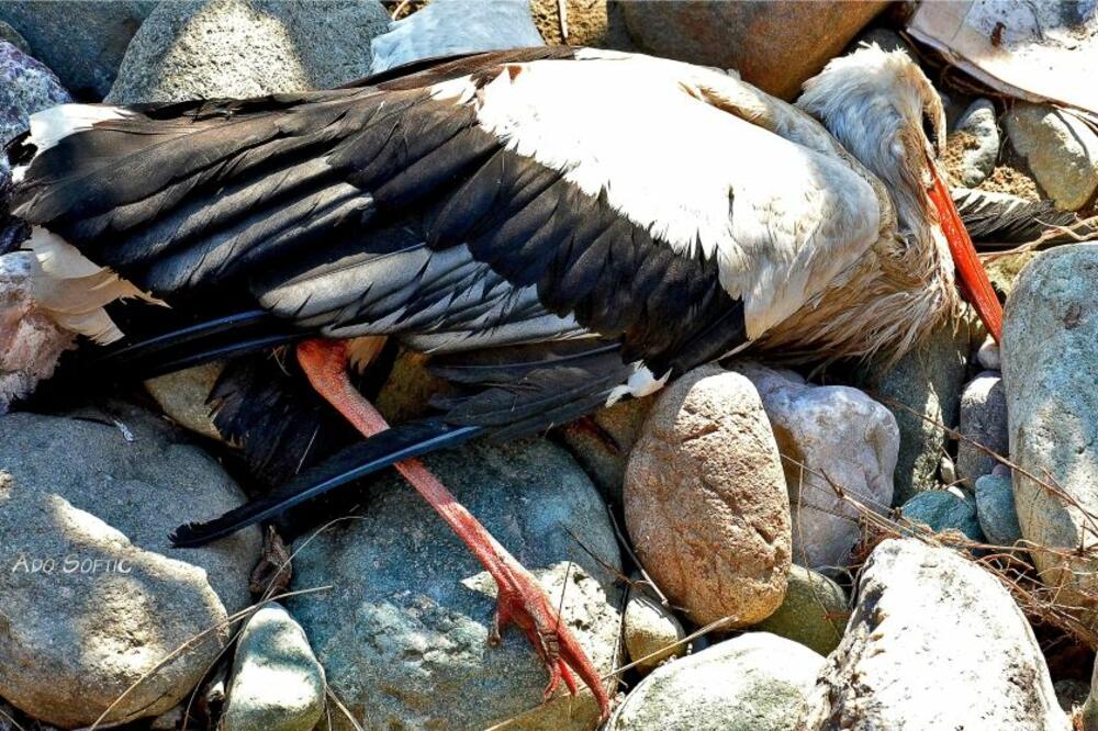 Perko Rodić, Foto: Facebook.com