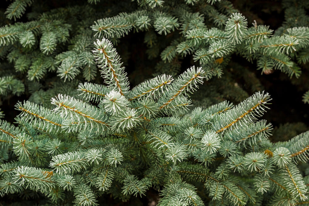 bor, Foto: Shutterstock