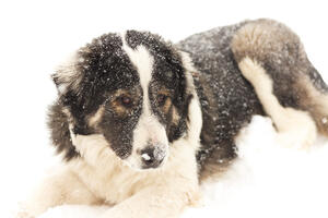 Sibir: Dijete od hladnoće i sigurne smrti spasio pas