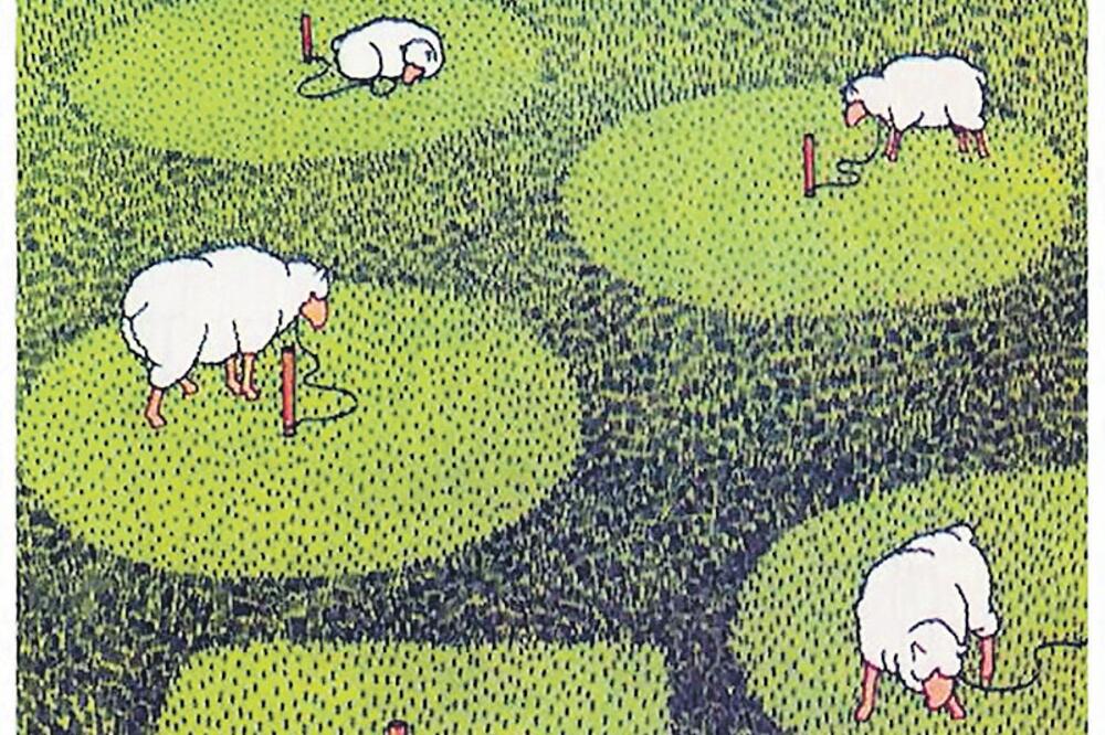 Ovce, Foto: Miroslav Bartak