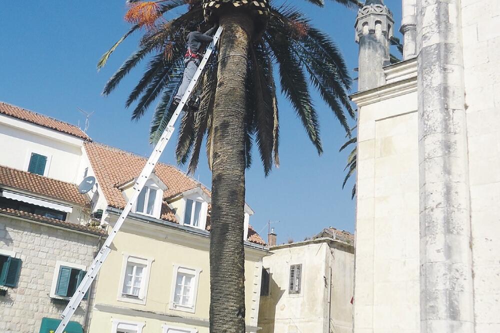 palma Herceg Novi, Foto: Slavica Kosić