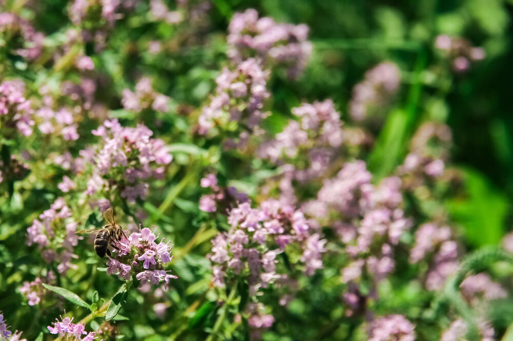 divlji origano, Foto: Shutterstock