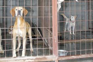 Podgorica: U prvoj fazi grade još 120 bokseva za pse