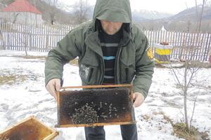 Mraz ubio pčele