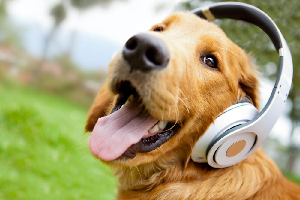 pas, muzika, Foto: Shutterstock