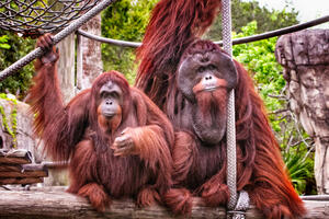 Zov orangutana uticao na razvoj ljudske komunikacije