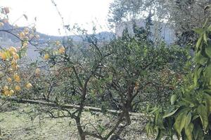Vjetar i mraz uništili rod mandarina i pomorandži u Baru